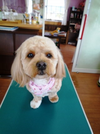 ミックス犬のトッティーちゃん